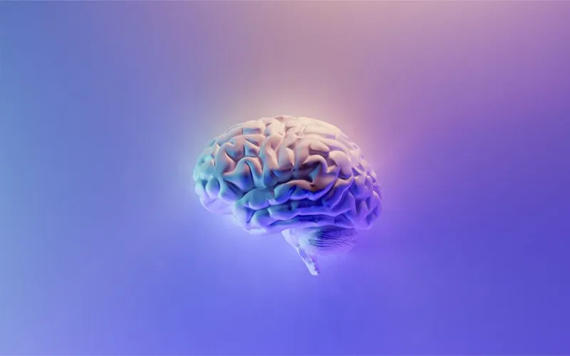 Cerveau